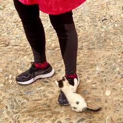 Carolyn was attacked by this playful kitten