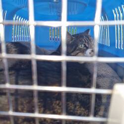 Abby was an angel at Tern Vets