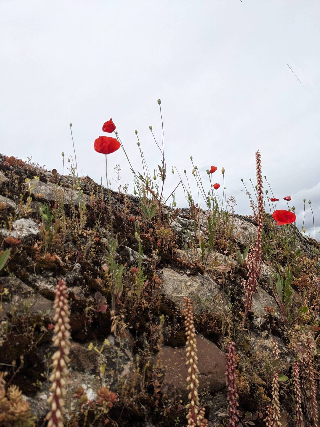 Flowers growing on a wall