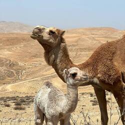Baby dromedario