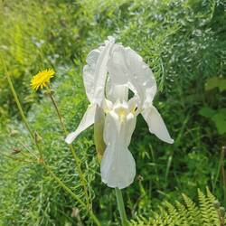 "Die weiße Iris"