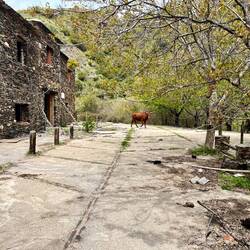 Es gibt aber zum Glück doch noch jemanden, der sich hier als Sheriff aufspielt 🐮