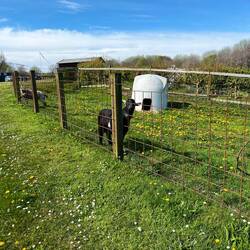 Kleiner Streichelzoo