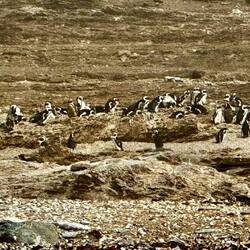 This colony once numbered in the tens of thousands, but after a bird flu, now is only 1,900.