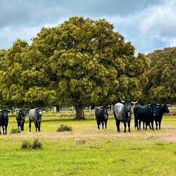 Handsome cows