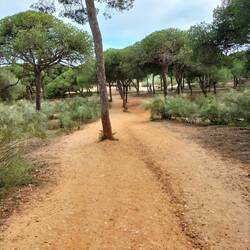 Der Weg zum Strand