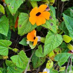 Schwarzäugige Susanne wächst hier wie Unkraut.