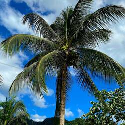 Endlich wieder Palmen.