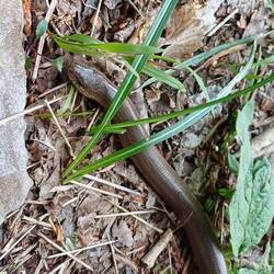 Blindschleiche auf dem Weg