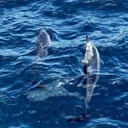 Delfine in großer Zahl und super nah