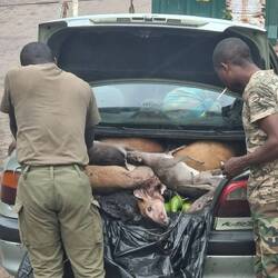 Buschmeet getarnt mit Bananen
