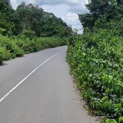 Der Urwald holt sich zurück, was der Asphalt ihm genommen hat