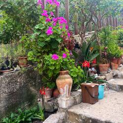 und schöne Blumenarrangements