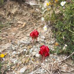 ..und Niederliegendes Leinkraut.