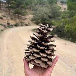 Am Wegesrand entdecke ich monströse Kiefernzapfen..