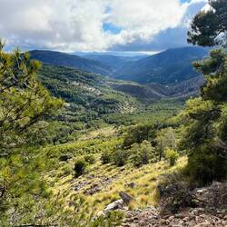 ..Steineichen und Zedern.