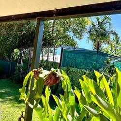 own greenhouse with plants and vegetables