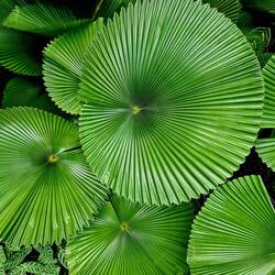 Licuala / Palmblätter