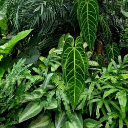 wunderschöne Grünpflanzen