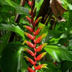 Falsche Paradiesvogelpflanze / Heliconia