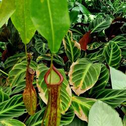 Krugpflanze / Nepenthes Fleischfressende Pflanze