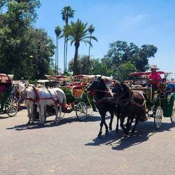 If Not Camel, Carriage Ride?