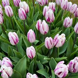 Pretty spring tulips 🌷