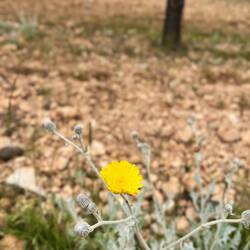 In der Kategorie Pflanzenbestimmung: Baileya multiradiata..