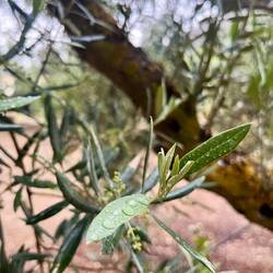 Wo sonst soll ich mich niederlassen, wenn es doch Olivenfelder gibt.