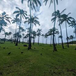 Anakena pláž se slepicemi