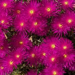 These flowers glowed so much that they hurt the eyes