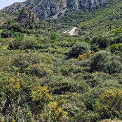 This road is a just a slit in the green scrub