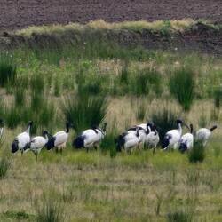 These could be herons