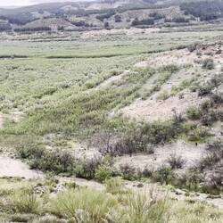 ..läuten - hier der Grund 🐏