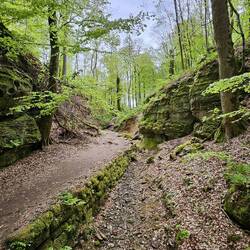 Dit soort bos zo met dat frisse jonge groen kan me wel bekoren!