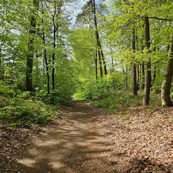 Door het bos terug naar de start.