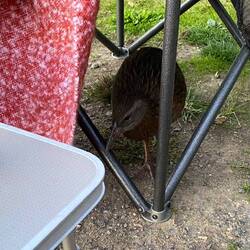 Cheeky little Weka visiting happy hour.
