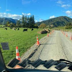 Got to hang out in a paddock with the cows. Lots of road works on this route