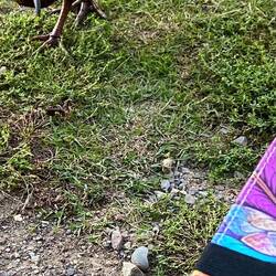 Took a bite of Pete's toe 🤣