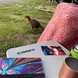 Think they are used to being fed.