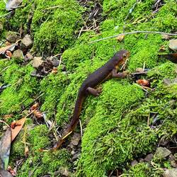 Salamander - i saw 4 of them