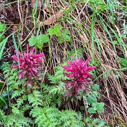 Great flowers along the trail