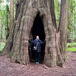 Just an average size tree