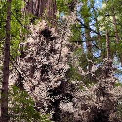 Albino tree branches!