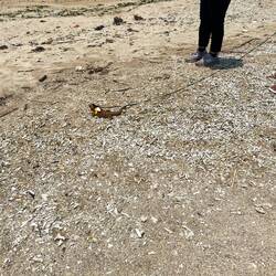 Führt eine Eidechse an der Leine