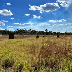 Magnetic Termite Mounds