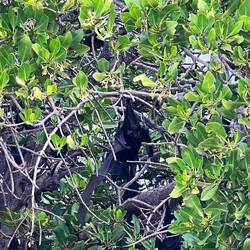 Flughunde in den Mangroven