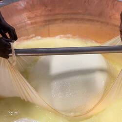 Käsegranulat, das sich frühmorgens in der Milch bildet, wird in großen Tüchern vom Boden angehoben,.