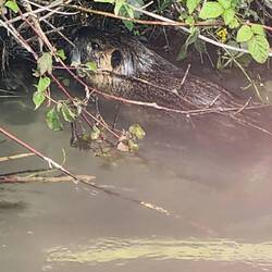 A Coypu in the Naviglio di Ivrea