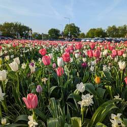 Fast wie in Holland hier